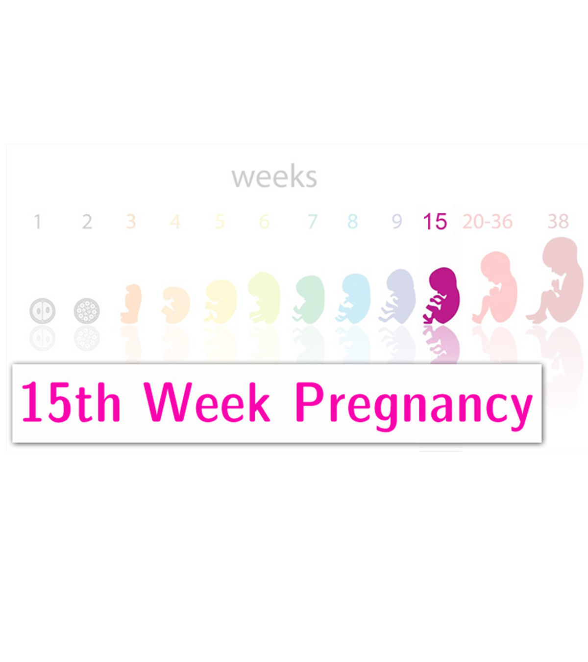 怀孕15周:症状，婴儿发育和提示