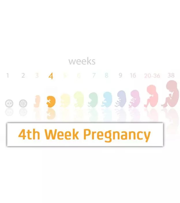 怀孕第四周:症状，婴儿发育，提示和身体变化