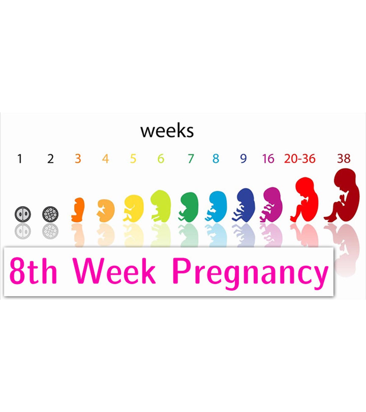 怀孕第8周的症状，婴儿发育和提示