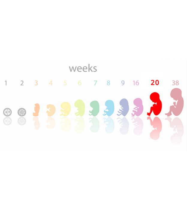怀孕20周:症状、提示和婴儿发育