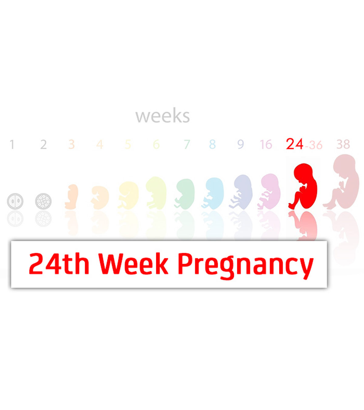 第24周怀孕:症状，婴儿发育和提示