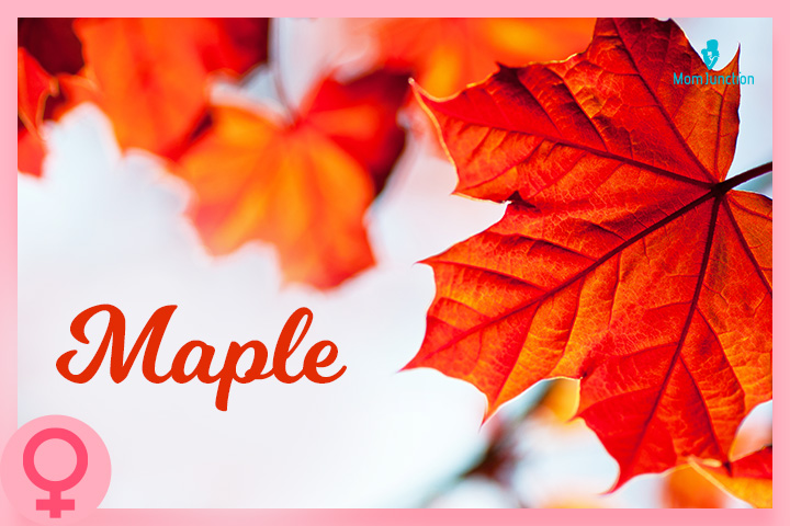 Maple这个名字的灵感来自枫树