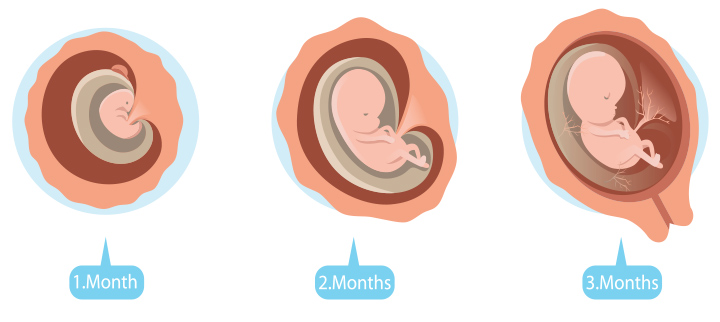 婴儿发育阶段直到怀孕第三个月