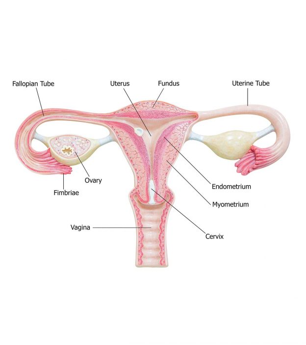妊娠期子宫内膜厚度:症状和治疗