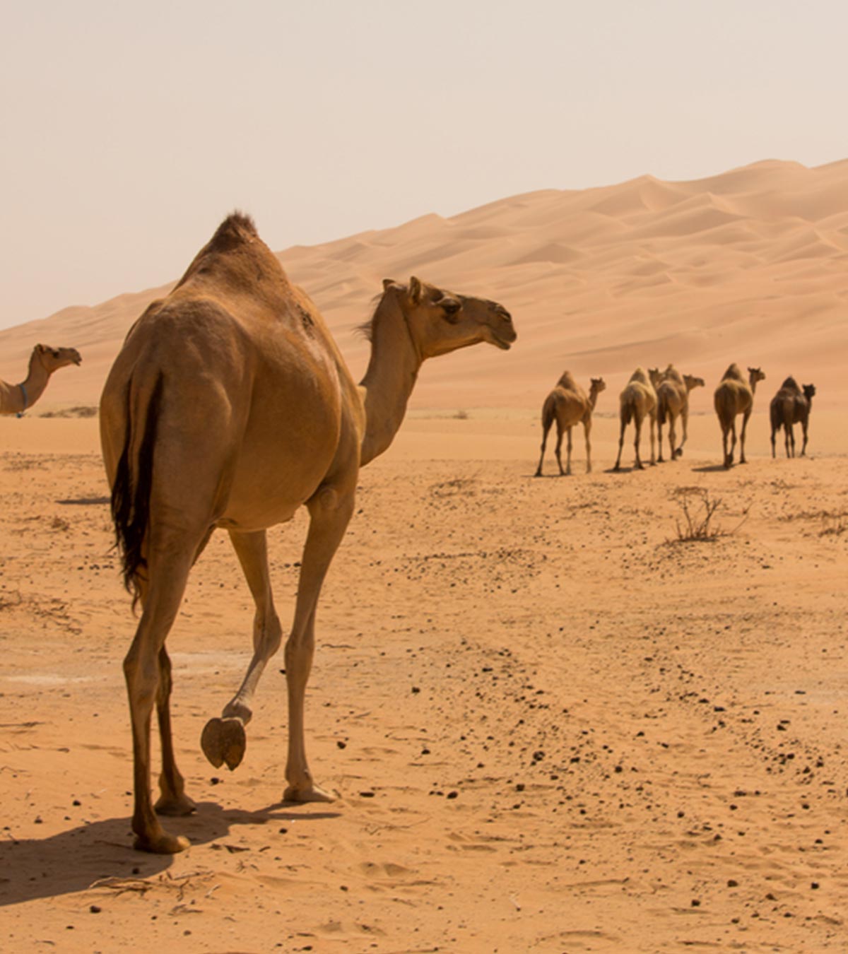 关于骆驼的30个有趣的事实