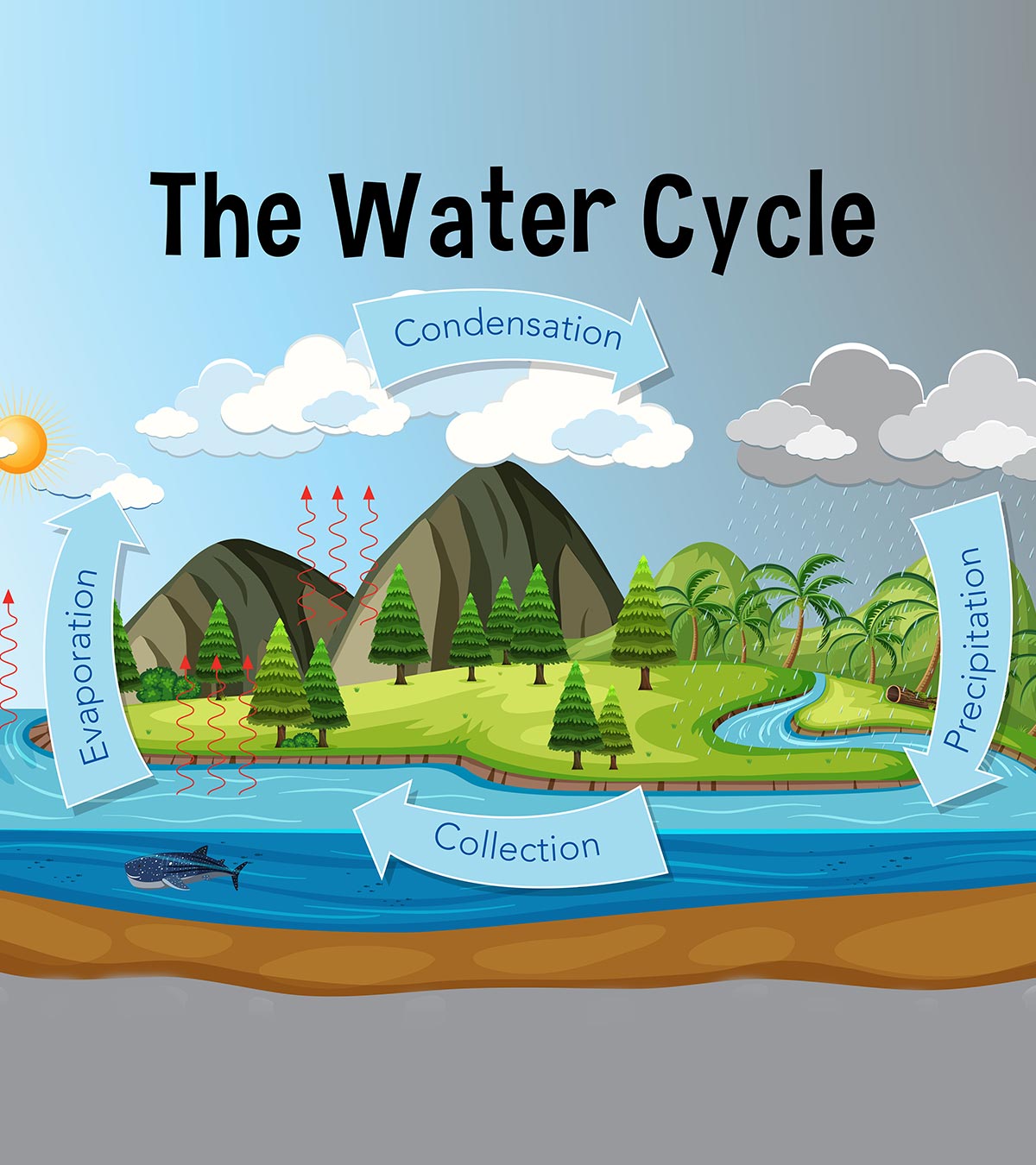 关于儿童水循环和活动的15个事实