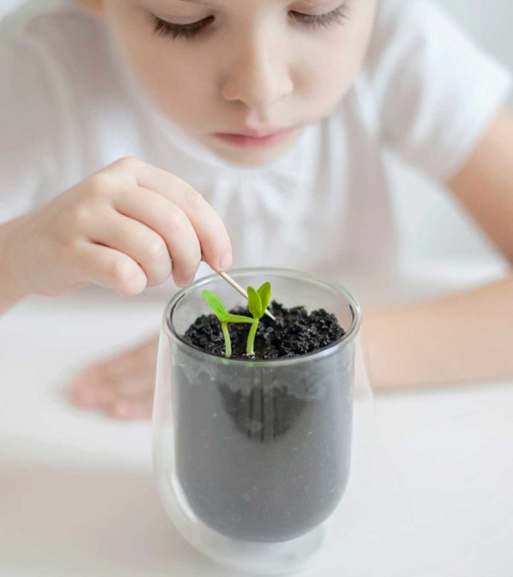 儿童植物部分:有趣的事实和功能