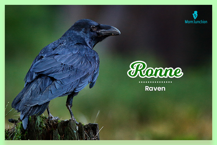 Ronne在古德语中的意思是乌鸦