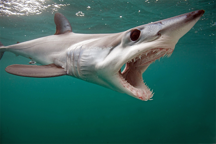 灰鲭鲨是长着尖牙的掠食者