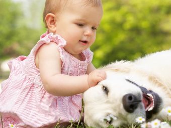 Dog Allergies In Babies Symptoms, Causes And Treatments
