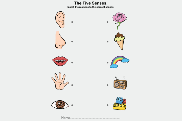 The five senses learning educational activity for kids
