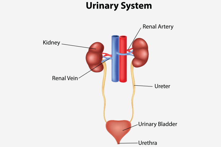 What causes kidney infections in pregnancy
