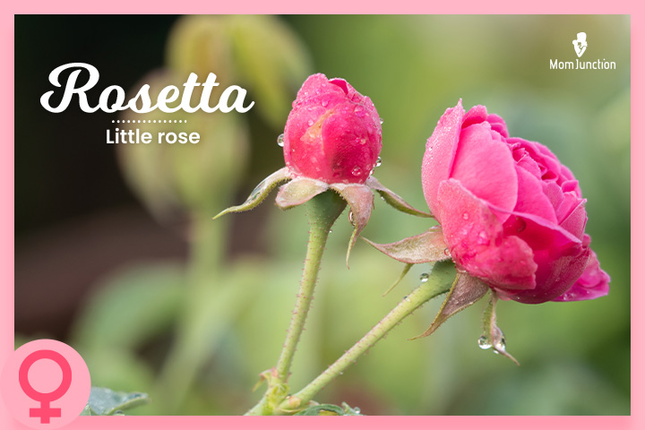 Rosetta is the Italian version of Rosa or Rose.