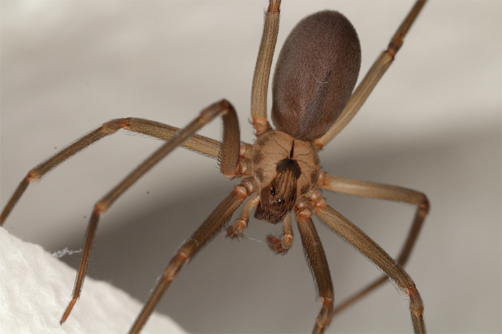 Some recluse spider bites may be poisonous.