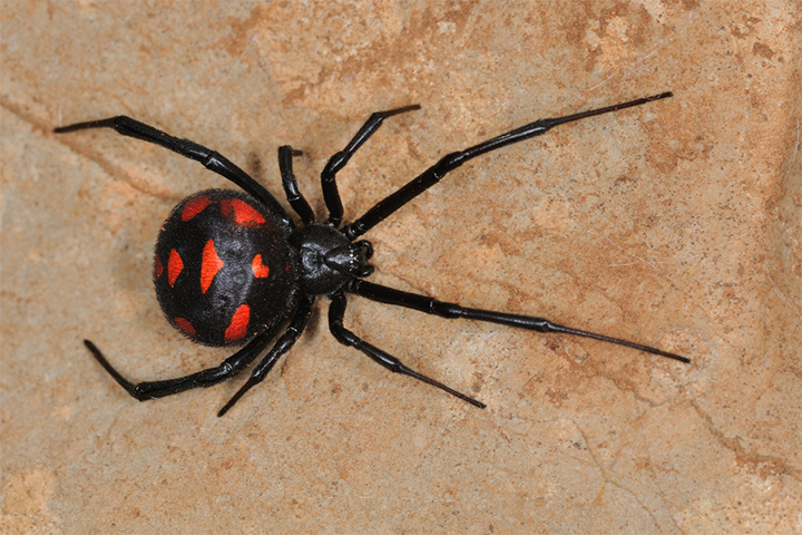 Widow spider bite may lead to severe poisoning