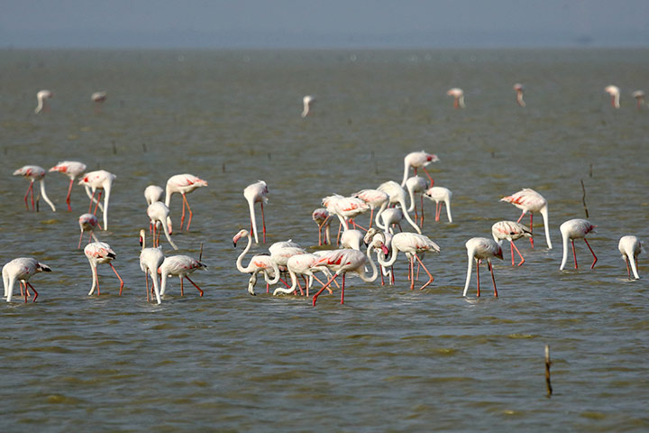 Pulicat Lake & Bird Sanctuary, place to visit in Chennai with kids