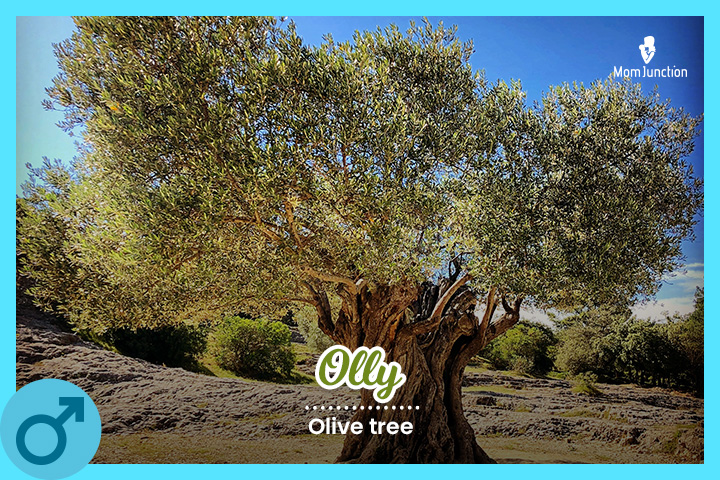Olly: Olive tree.