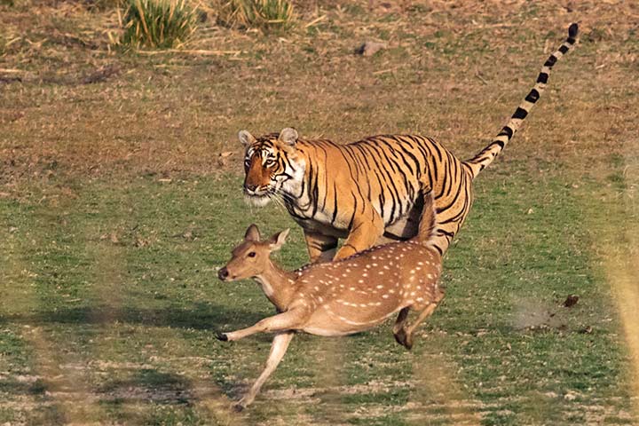 Less than 10% of tigers can hunt successfully, Tiger facts for kids