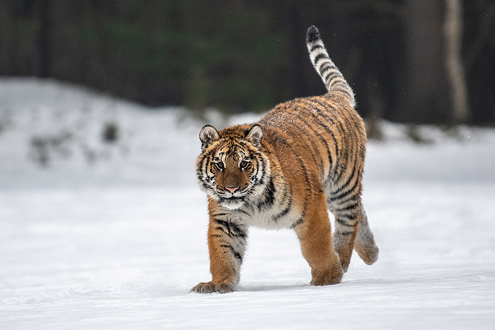 Siberian tiger facts for kids