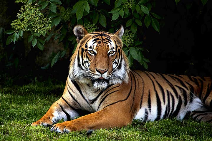 Sumatran tiger facts for kids