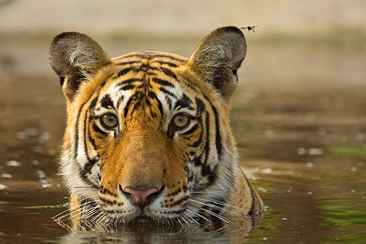 Tigers are great swimmers, Tiger facts for kids