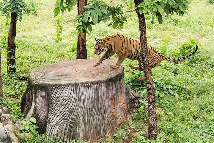 Tigers can easily jump over 5m high, Tiger facts for kids