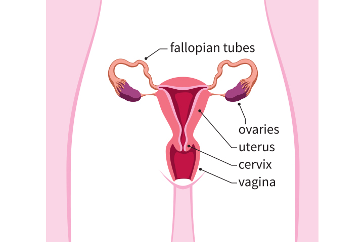 Parts of the uterus during pregnancy
