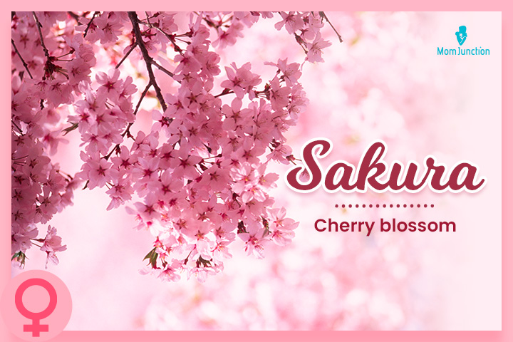 年代akura: Cherry blossom
