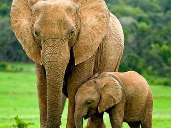 25大象F惊人的事实和信息or Kids