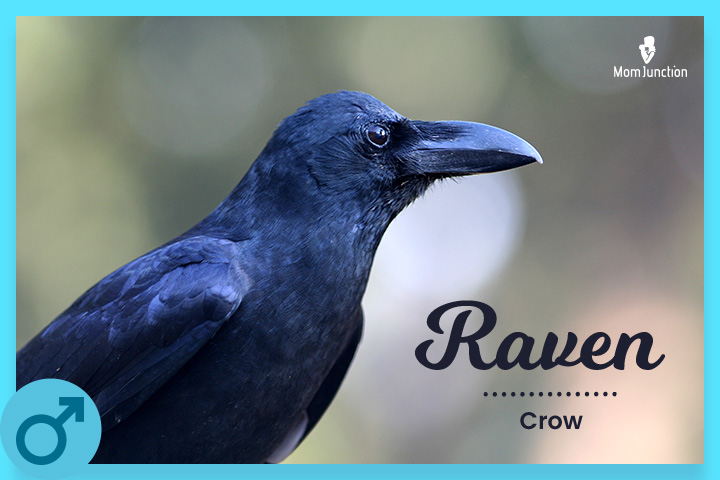 The name Raven means ‘crow’