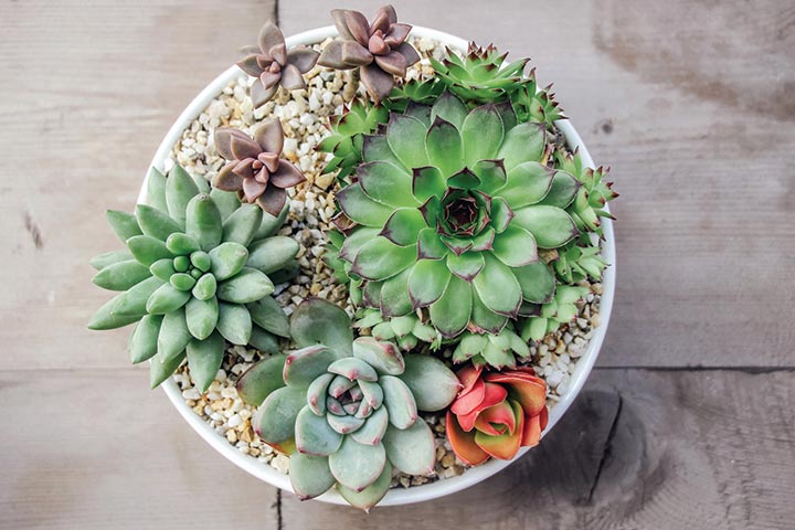 Succulent plants as baby shower prizes for guests