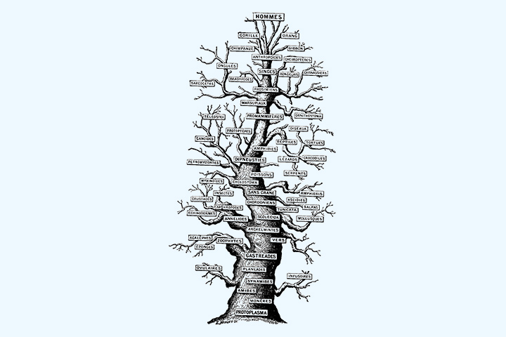 Vertical family tree, family tree idea