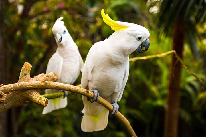 Cockatoo parrots for kids