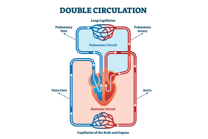 Double circulation, head and circulatory system for kids