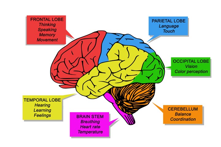 Brain parts and its functions