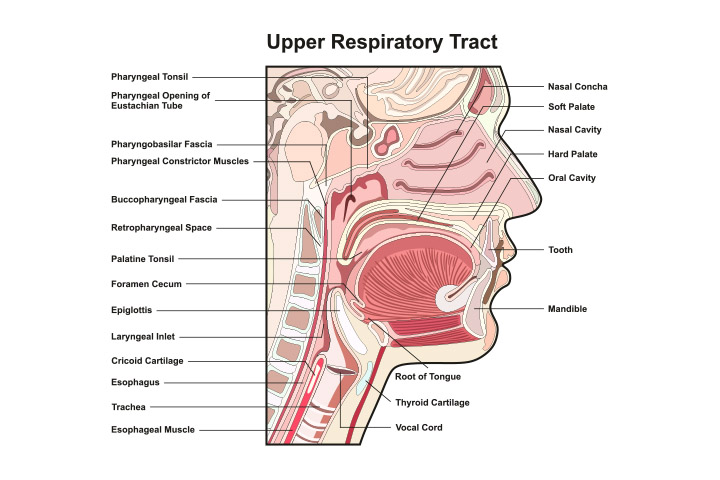 Upper respiratory tract