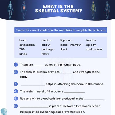 人类Skeletal System: Fill In The Blanks
