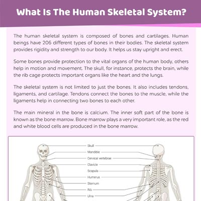 人类Skeletal System: Parts And Labeled Diagram