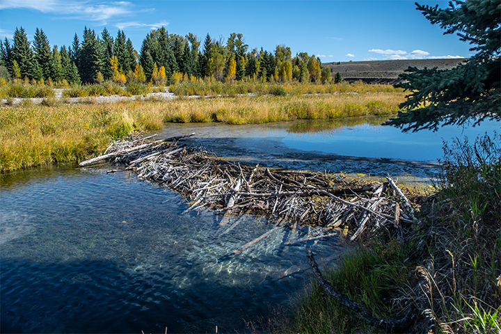 World's largest beaver dam is found in North America