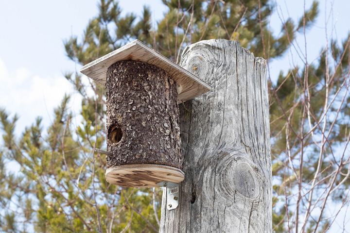 Log bird feeders for kids