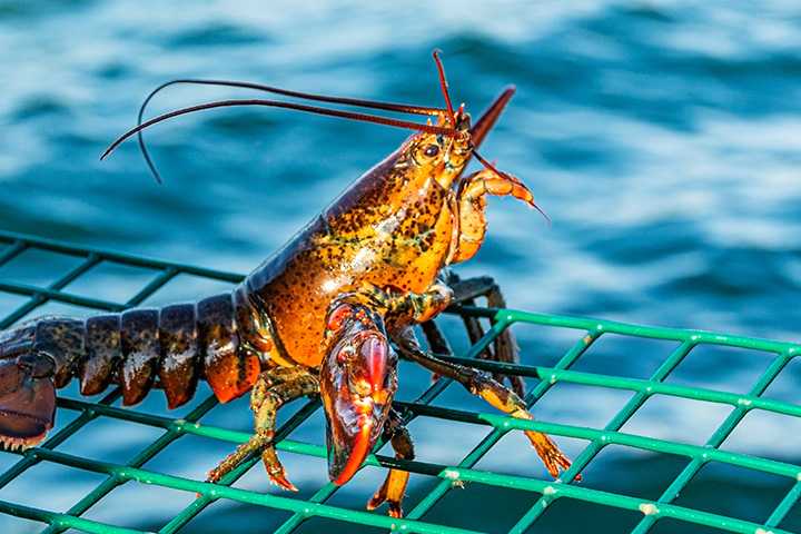 龙虾can survive up to 100 years