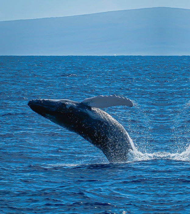 100趣味鲸子事实