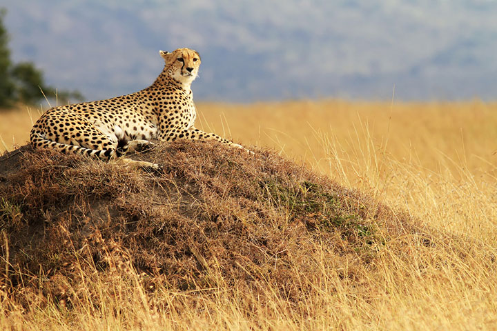 Cheetahs are found in various habitats