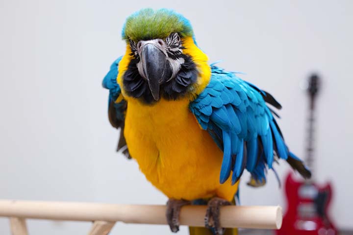 Parrots can understand music