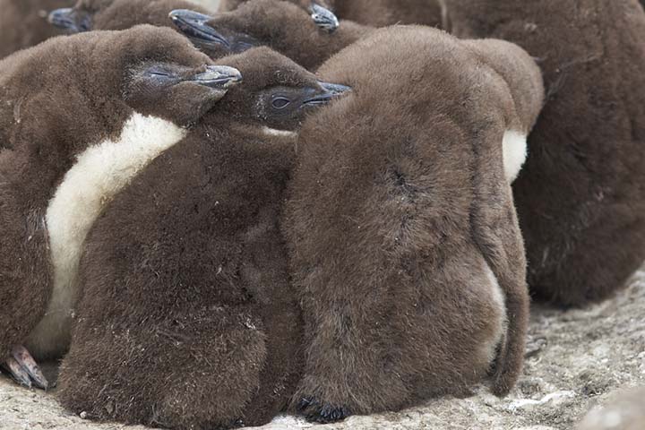 Penguins huddle together to keep warm.