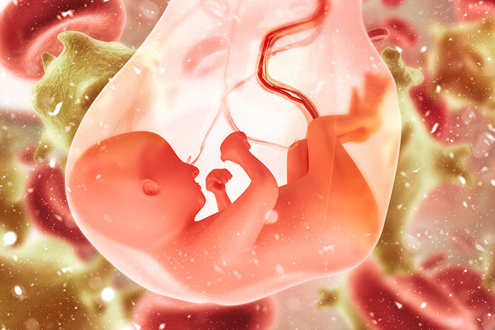 Placenta protects the fetus from xenobiotics