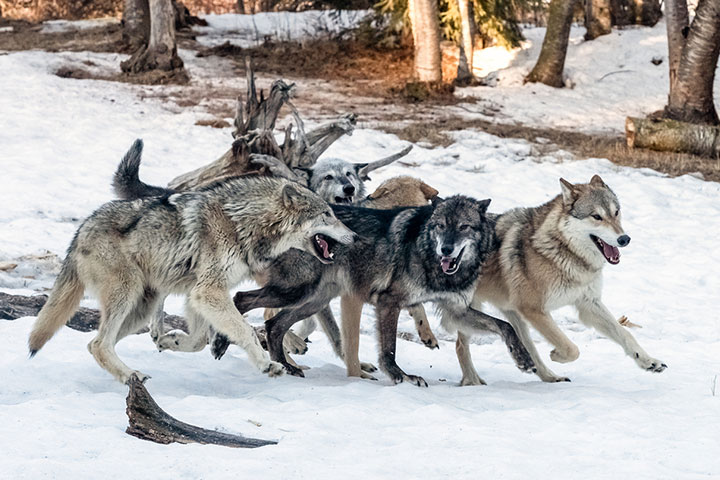 They hunt and breed in packs.