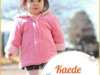 Kaede, a Japanese name for babies