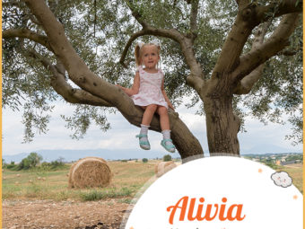 Alivia meaning Olive tree