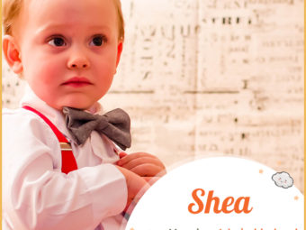 Shea, a diverse name of virtue